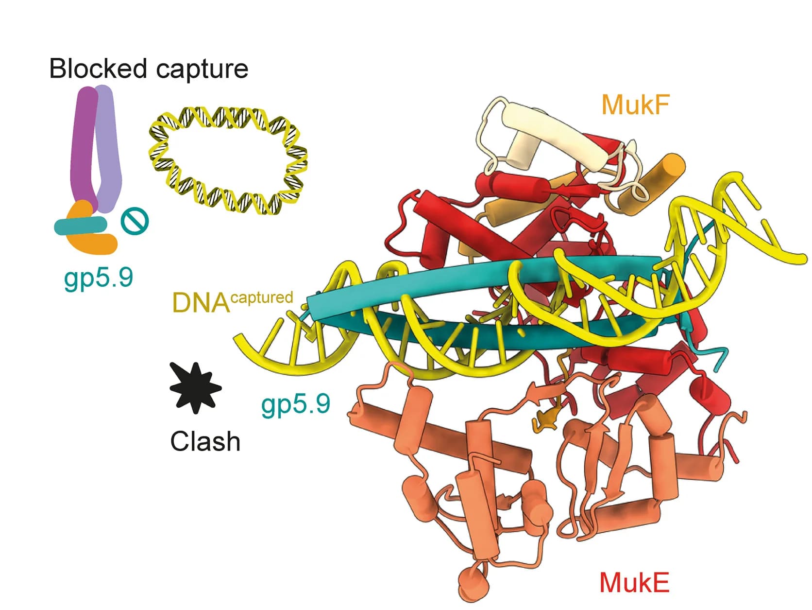 Open access visualization of Protein Structure, Illustration, DNA Capture, gp5.9 Binding, Cartoon Representation