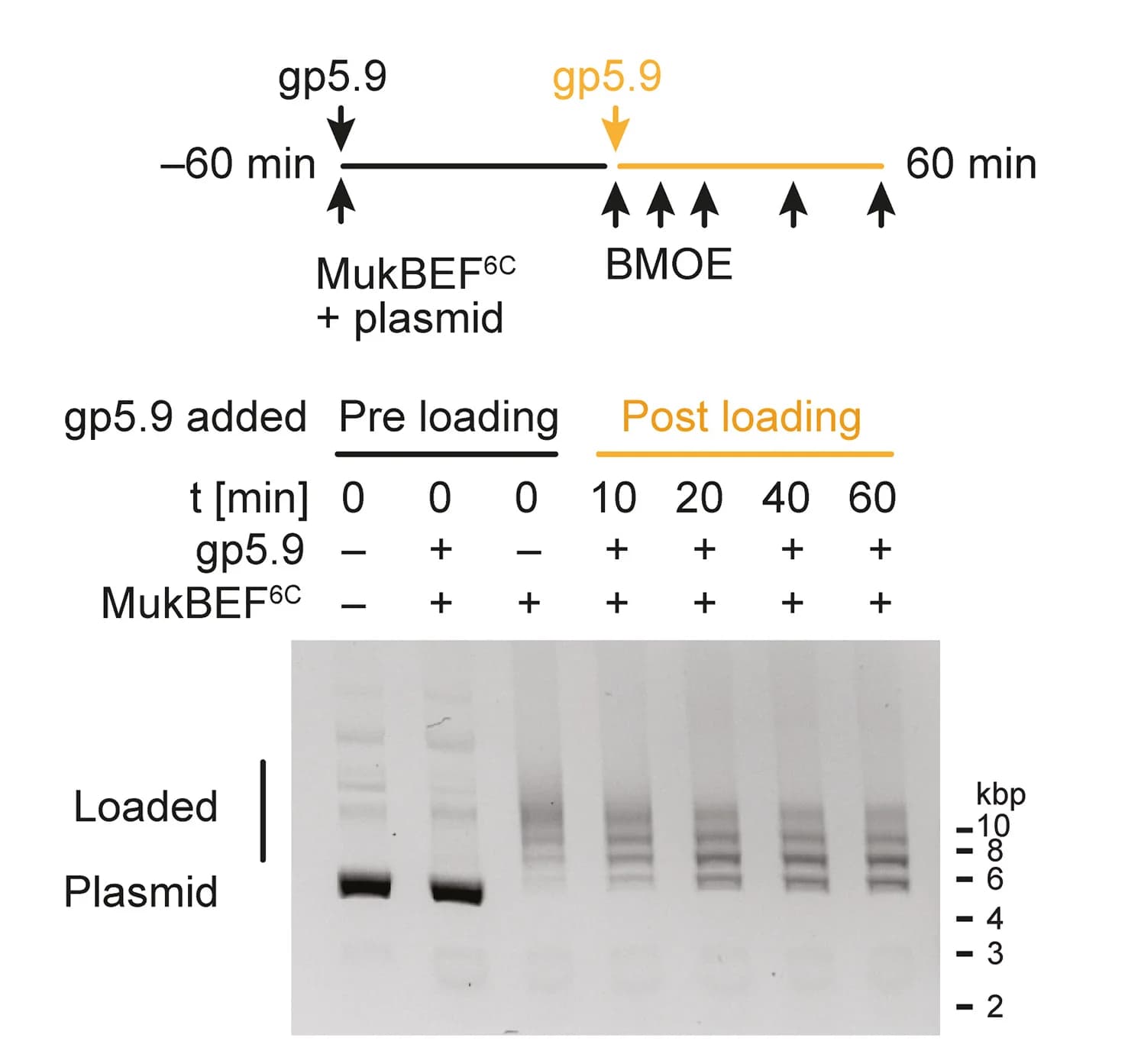 Open access visualization of Gel, Workflow, gp5.9, BMOE, Timepoints