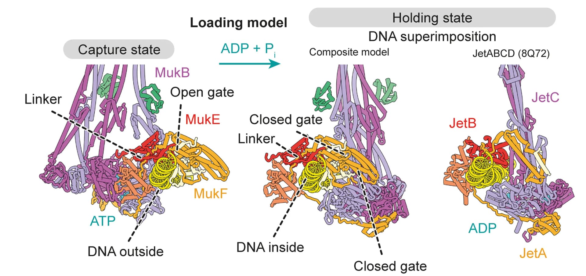 Open access visualization of Illustration, Workflow, DNA Capture, E. Coli Wadjet I, MukBEF