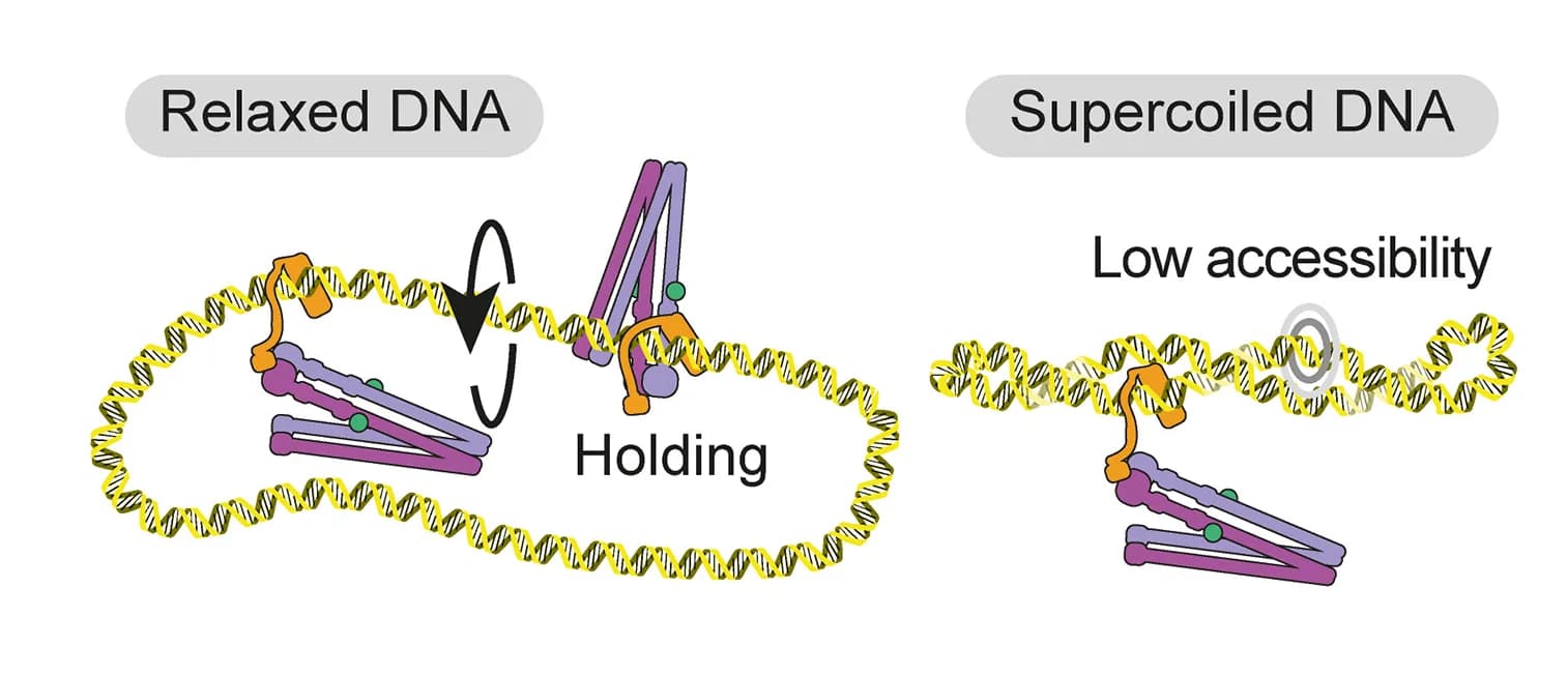 Open access visualization of Illustration, Stand Off Model, Rotate Model, DNA, Relaxed DNA
