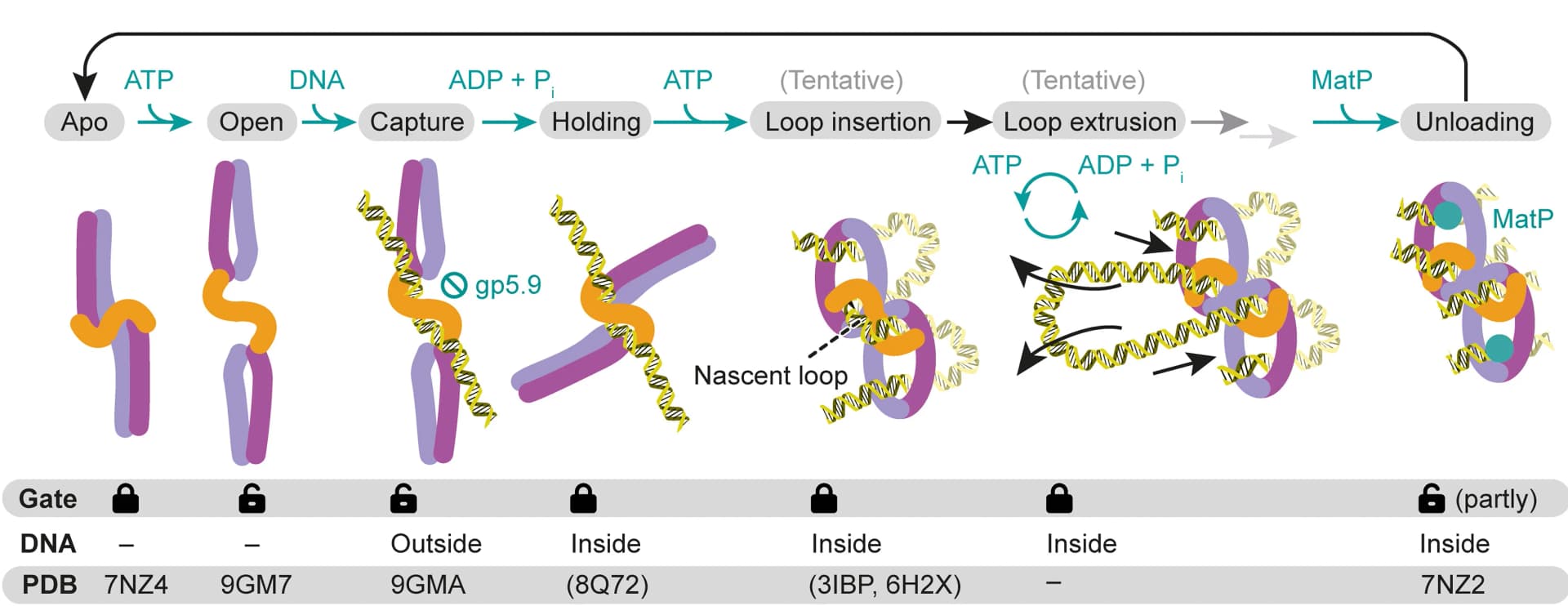 Open access visualization of Workflow, Illustration, MukBEF, Activity Cycle, DNA