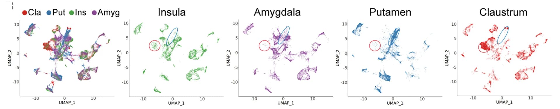 Open access visualization of Scatter Plot, UMAP, UMAP Analysis, Cell Clusters, snRNA-seq data