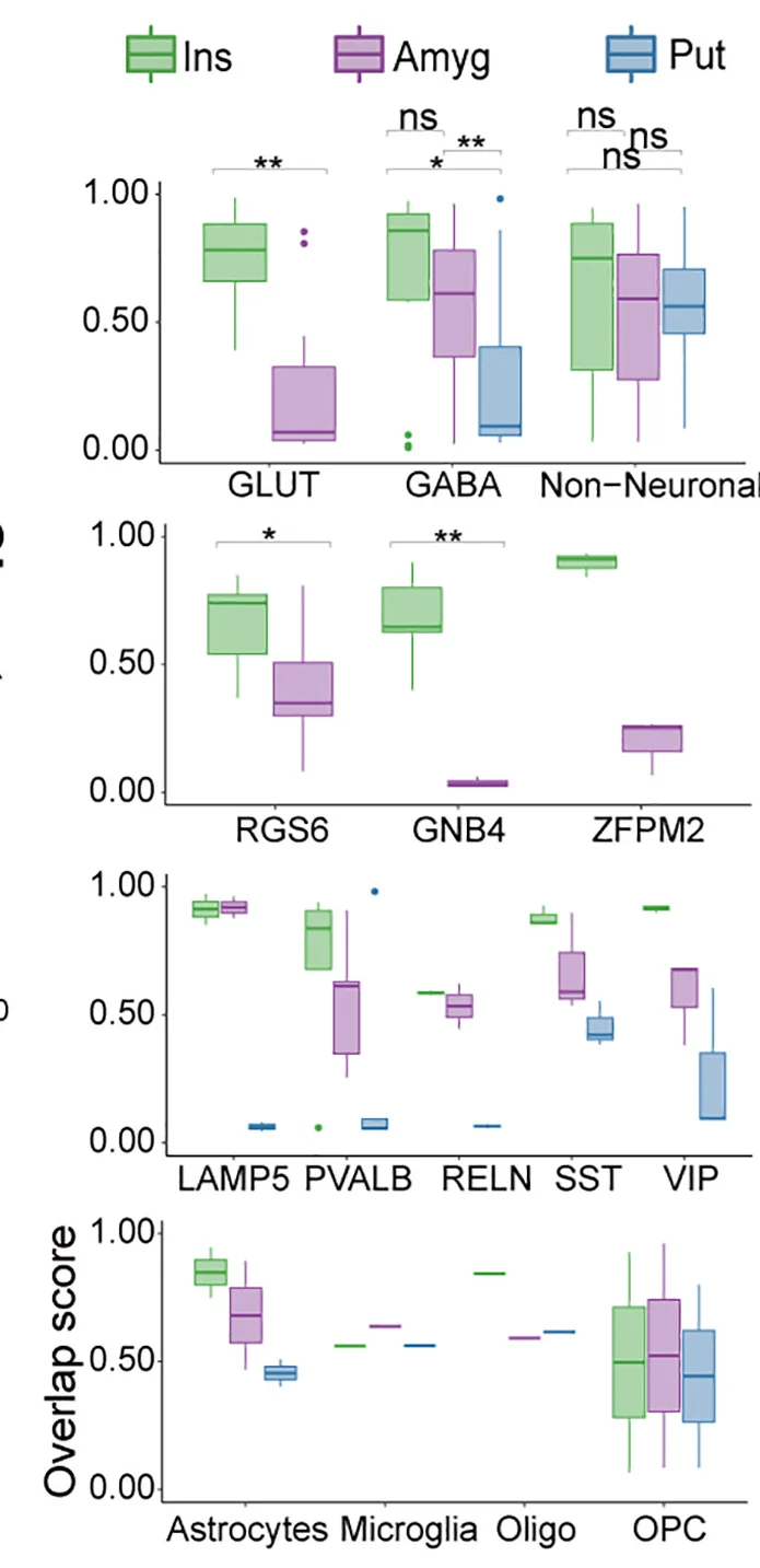 Open access visualization of Box Plot, Boxplots, Overlap Score, Claustrum, Brain Regions