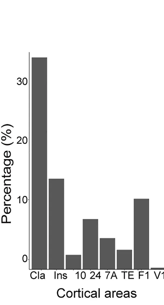 Open access visualization of Bar Plot, NPY-expressing, Somatostatin (SST), GABA Neurons, Cortical Areas