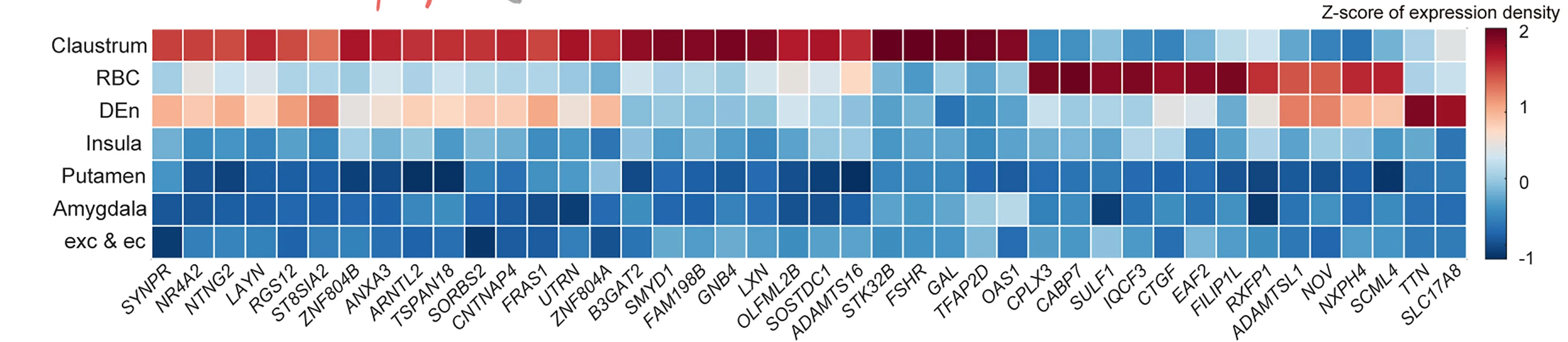 Open access visualization of Heatmap, Gene Expression, Brain Regions