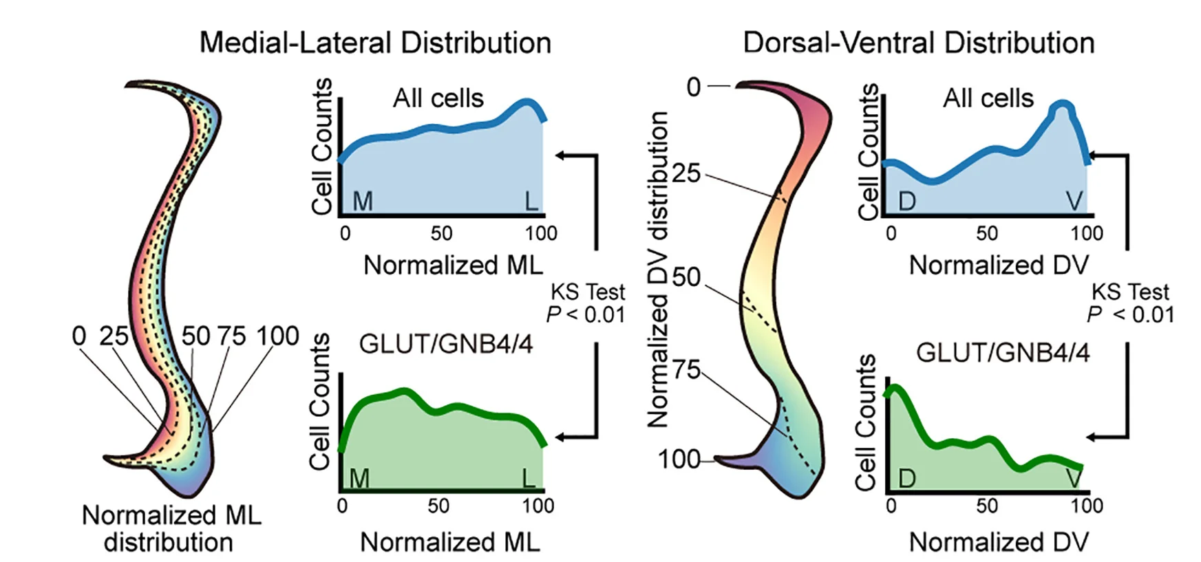 Open access visualization of Line Plot, Density Plot, Illustration, Normalization, Claustrum