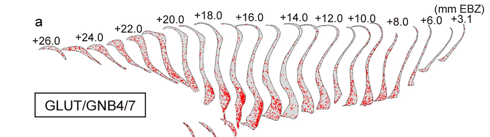 Open access visualization of Scatter Plot, Spatial Maps, Glutamatergic Cell Types, Claustrum, Distribution Patterns