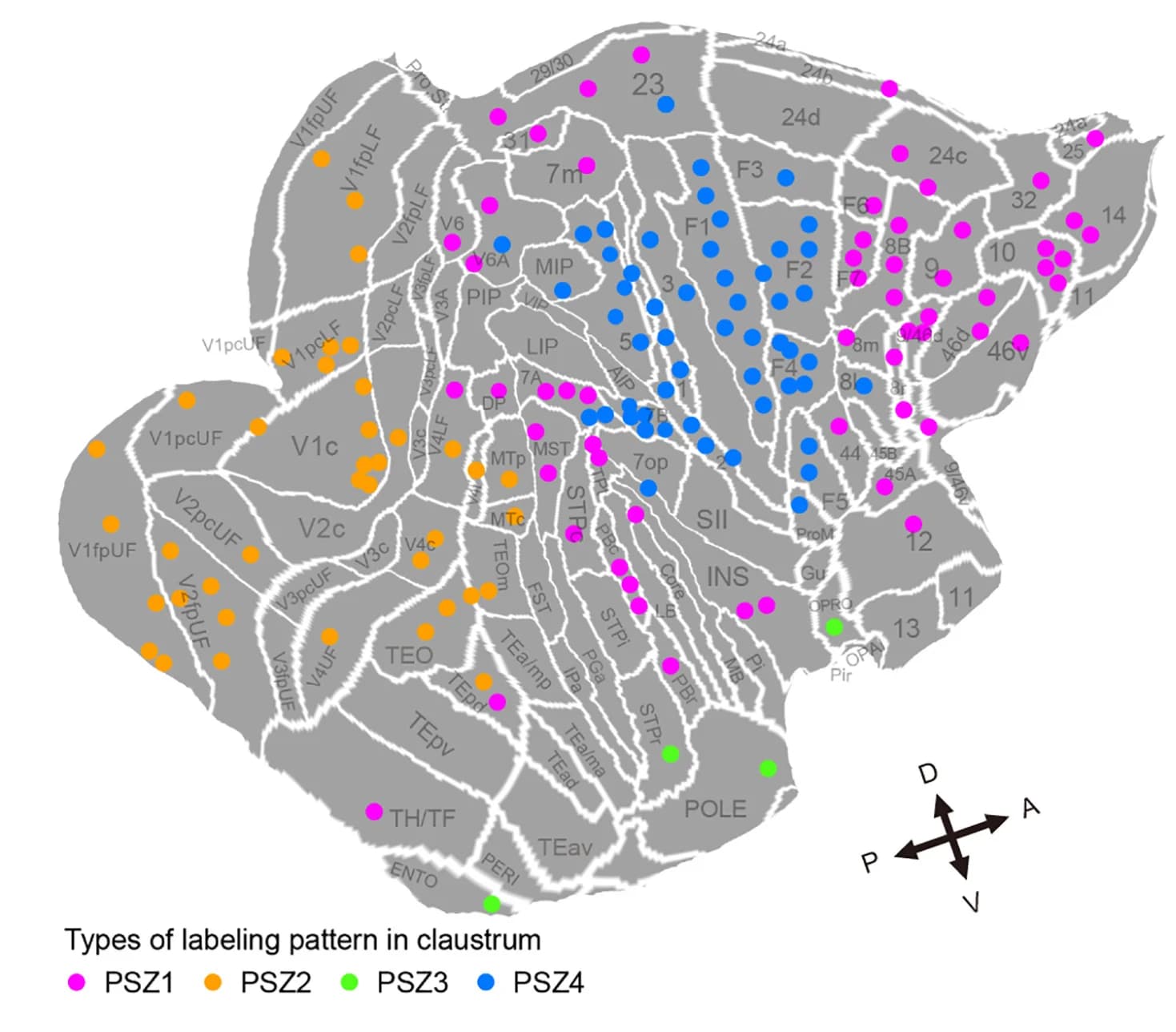 Open access visualization of Geo Map, Retrograde Tracer, Injection Sites, Macaque, Cortical Map