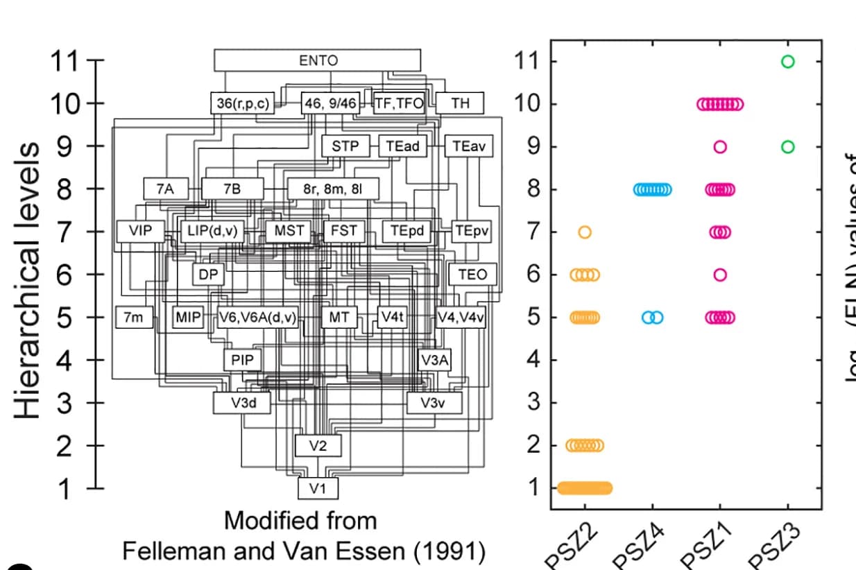Open access visualization of Network, Scatter Plot, Cortical Injection Sites, Clausal Neurons, PSZs
