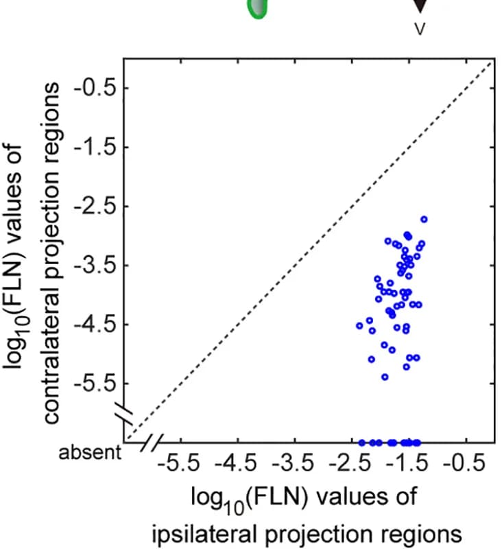 Open access visualization of Scatter Plot, Regression Plot, Projection Strength, Ipsilateral, Contralateral