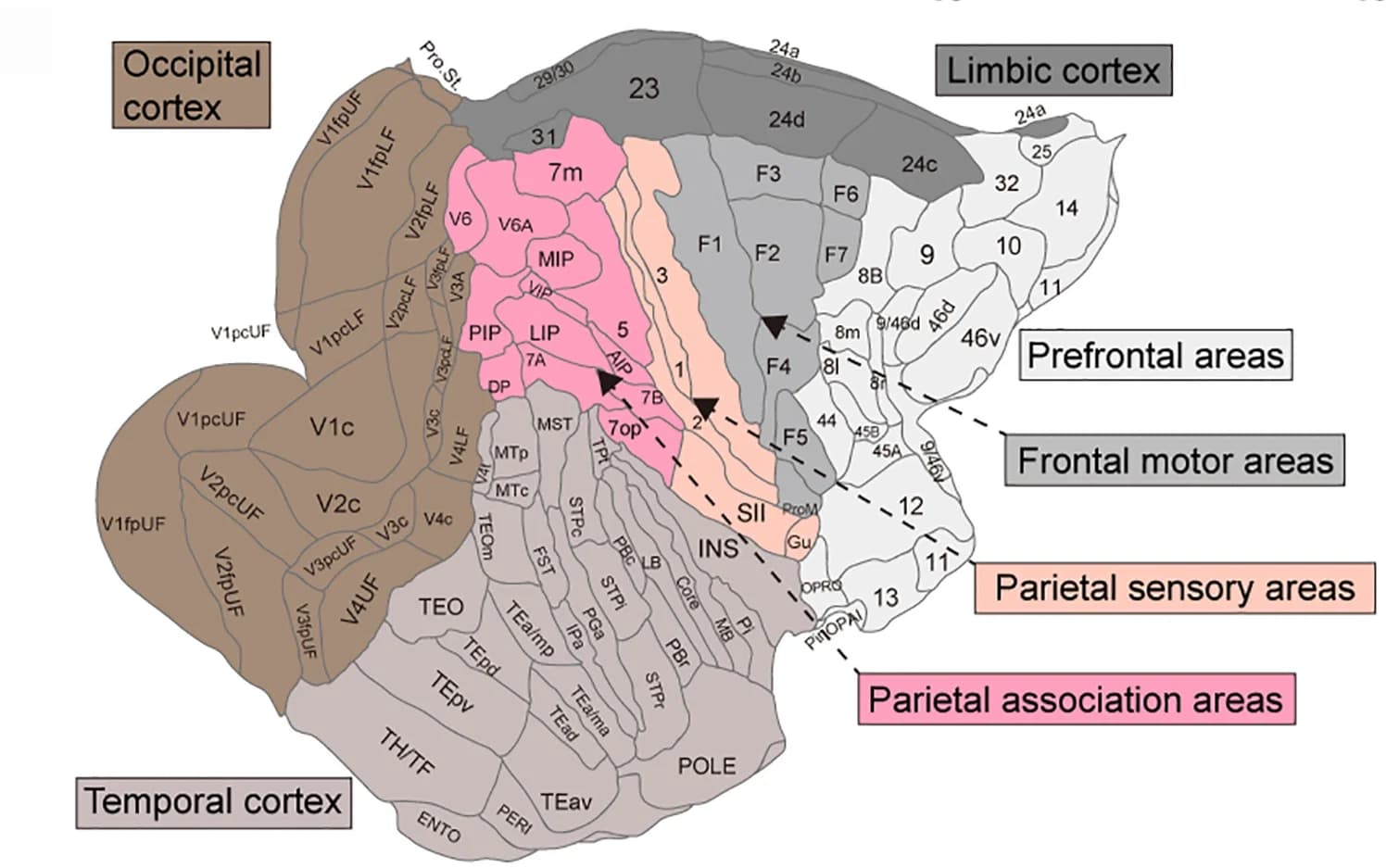 Open access visualization of Illustration, Flowchart, Flat Map, Cortical Areas