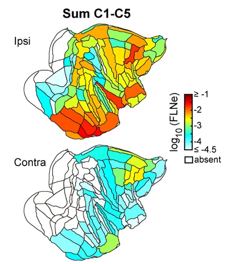 Open access visualization of Heatmap, Flat Map, Summed Projection Strength, Ipsilateral, Contralateral
