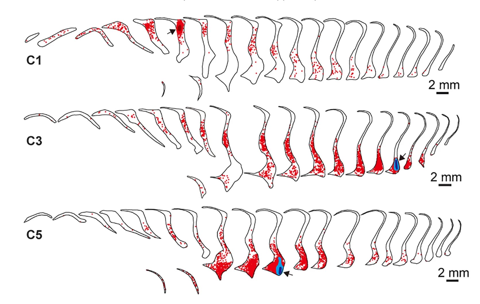 Open access visualization of Scatter Plot, Illustration, Claustral Neurons, Intra-claustrum Injections, Dye Uptake Zones