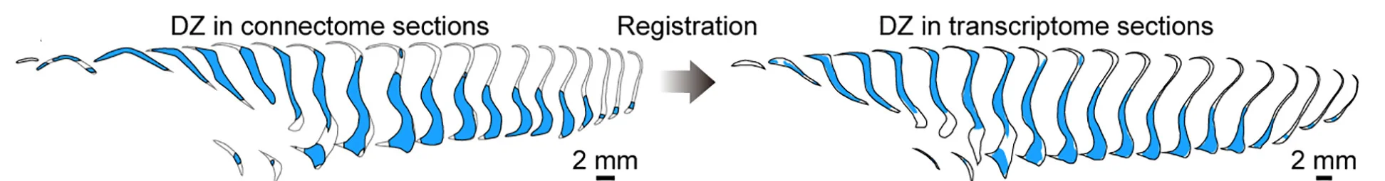 Open access visualization of Workflow, Illustration, Stereo-seq, DZs, Brain Section