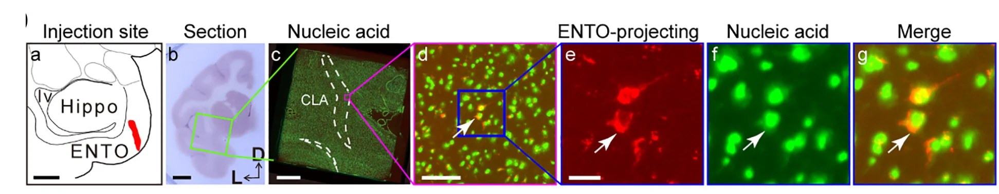 Open access visualization of Microscopy, Illustration, Retrograde Labeling, Entorhinal Cortex Injection, Stereo-seq