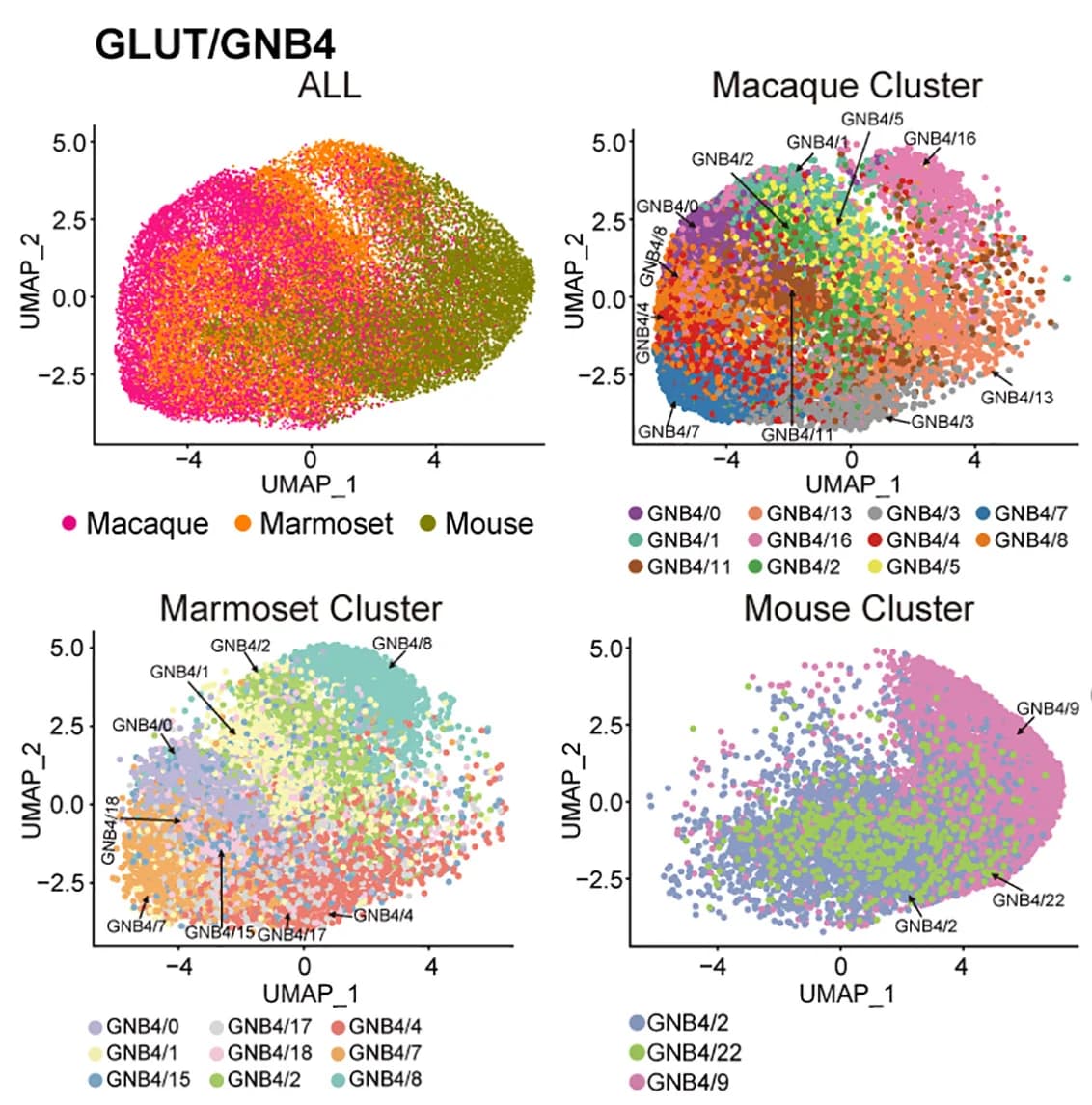 Open access visualization of UMAP, Scatter Plot, GLUT/GNB4 Cells, Macaque, Marmoset