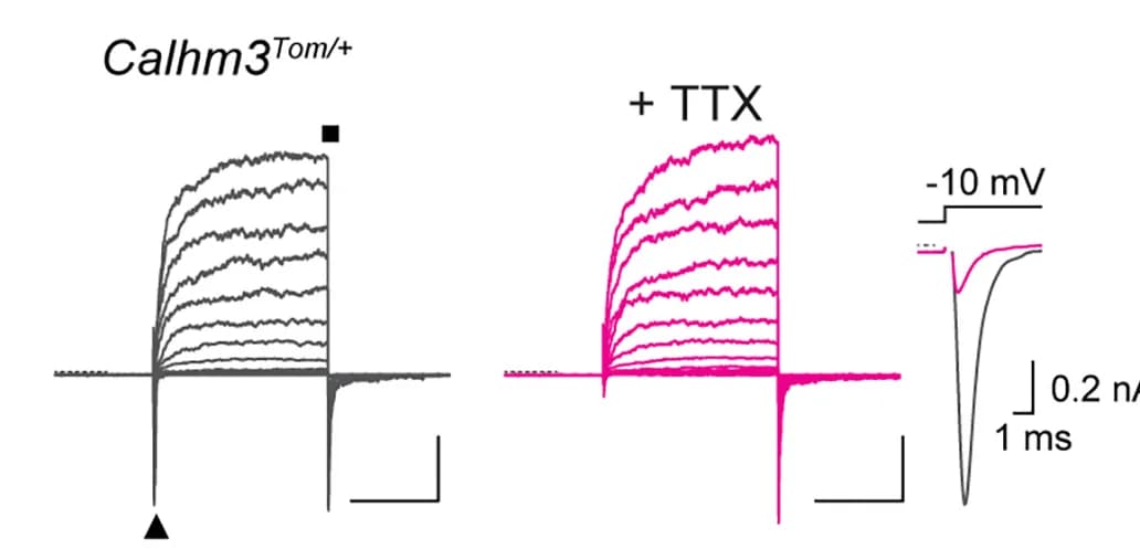 Open access visualization of Line Plot, Whole-Cell Currents, Type II Cells, Voltage Pulses, Calhm3Tom Mice