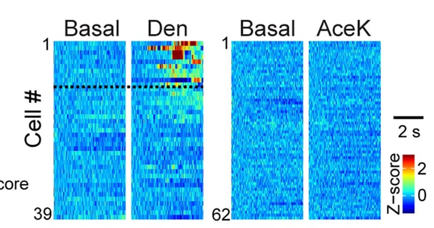 Open access visualization of Heatmap, ASAP4e Fluorescence, Stimulus, Denatonium, Acesulfame K