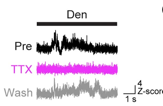 Open access visualization of Line Plot, ASAP4e Fluorescence, TTX, Washout