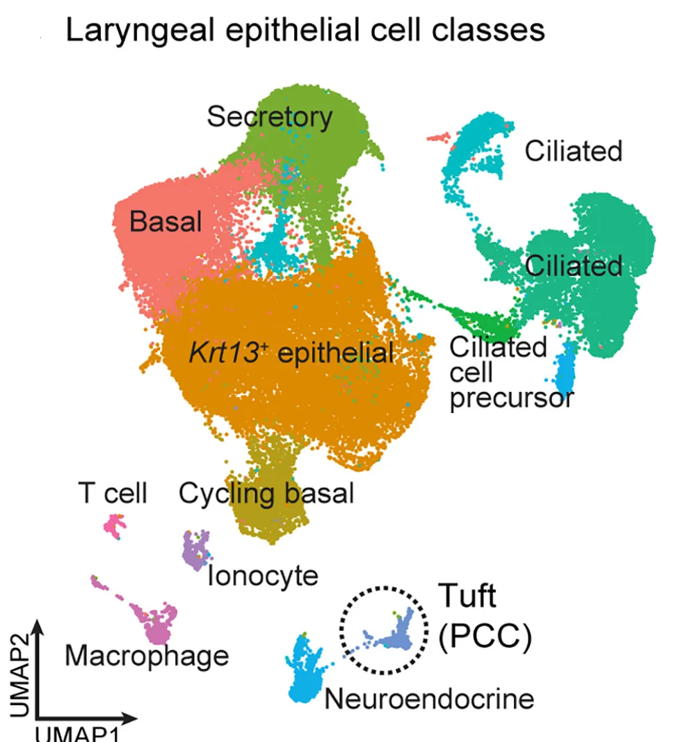 Open access visualization of UMAP, Scatter Plot, Transcriptomic Analysis, Laryngeal Epithelium, UMAP Plot
