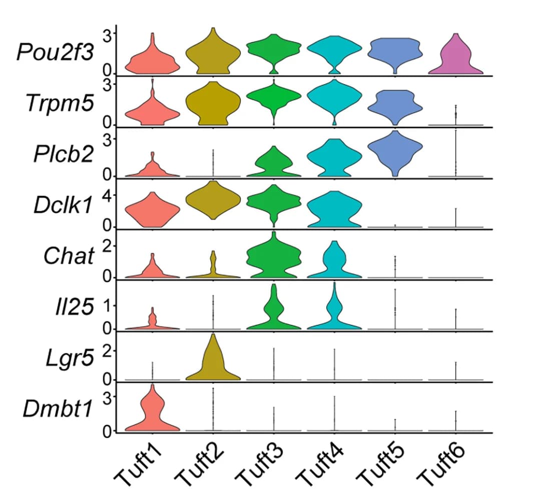 Open access visualization of Violin Plot, Box Plot, Violin Plots, Gene Expression, Tuft Cells