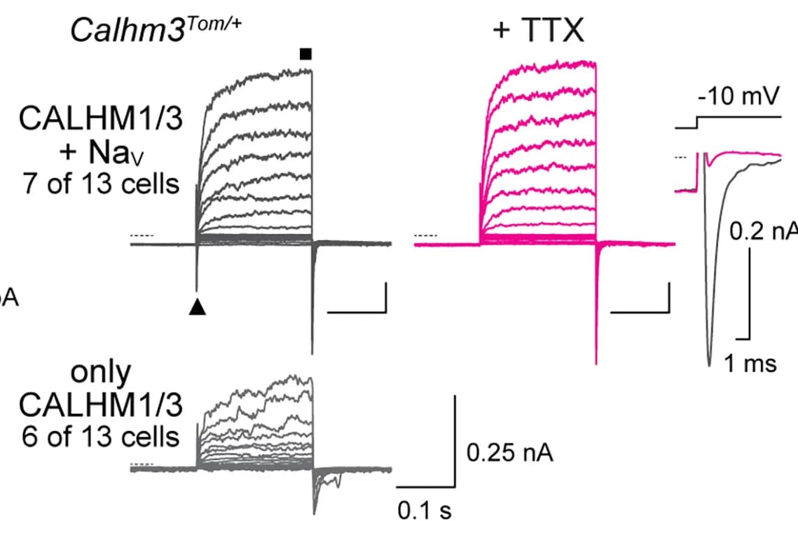 Open access visualization of Line Plot, Whole Cell Currents, Calhm3, Laryngeal Tuft Cells, INav