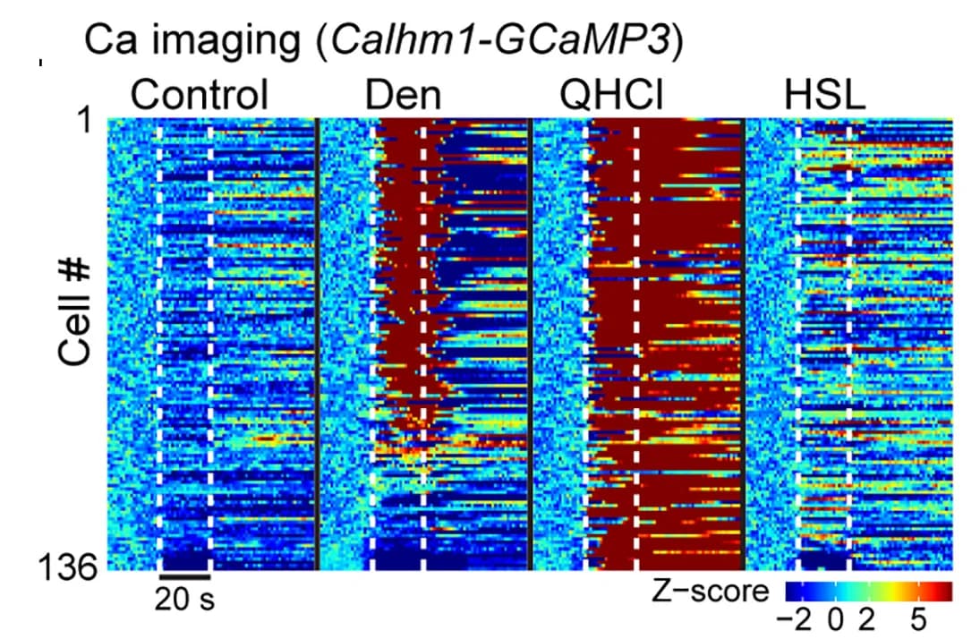 Open access visualization of Heatmap, Intracellular Calcium, Plasma Membrane Voltage, Extracellular ATP, Subglottic Epithelia