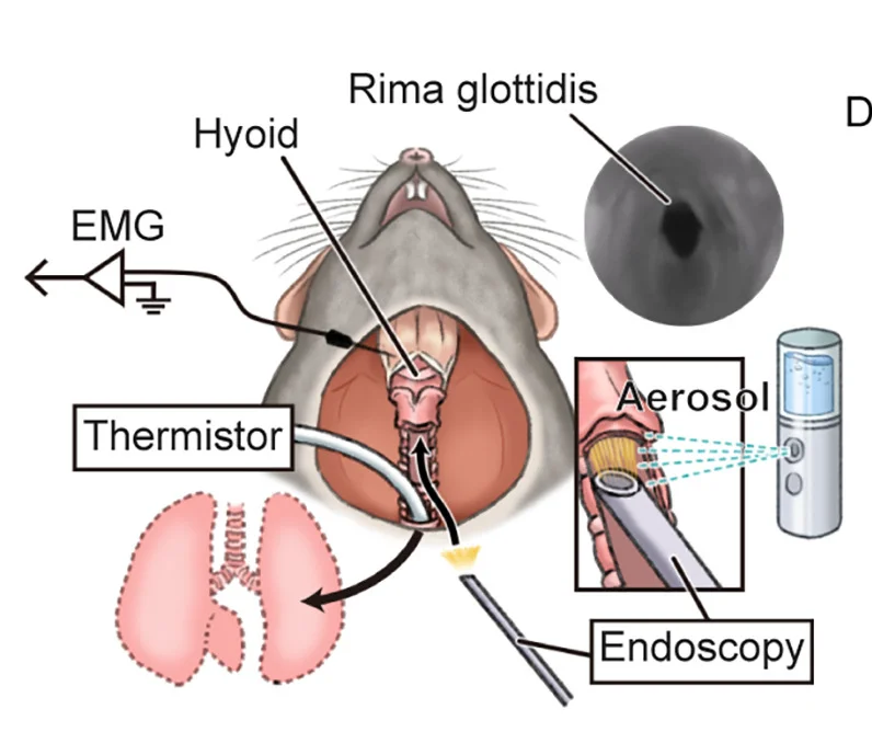 Open access visualization of Illustration, Respiratory Reflex, Larynx, Chemical Stimulation, Glottic Aperture Area