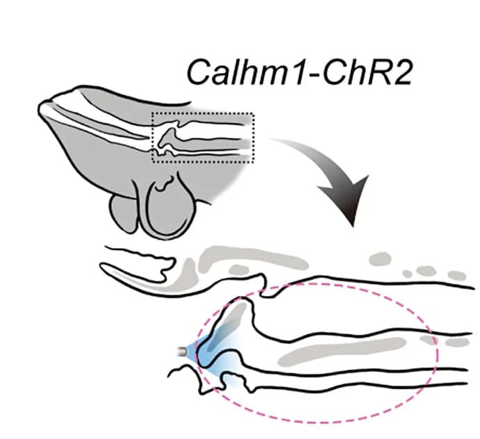 Open access visualization of Illustration, Illumination, Hypopharynx, Subglottis, Calhm1-ChR2 Mice