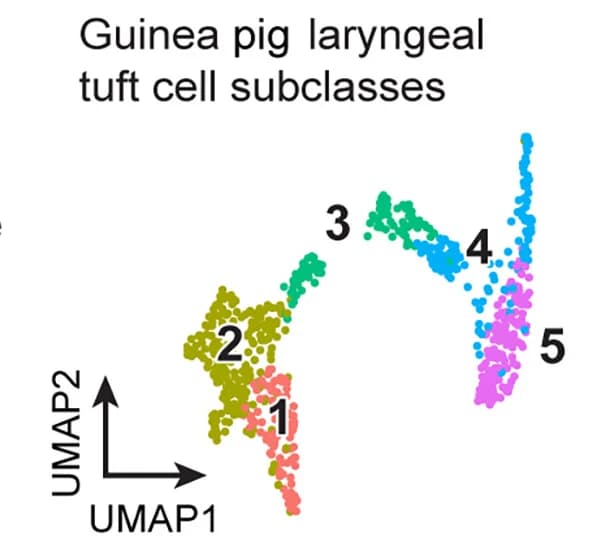 Open access visualization of Scatter Plot, UMAP, Tuft Cell Subclasses, UMAP Embedding