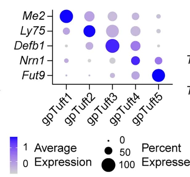 Open access visualization of Bubble Plot, Dot Plots, Gene Expression, Tuft Cell Subclasses