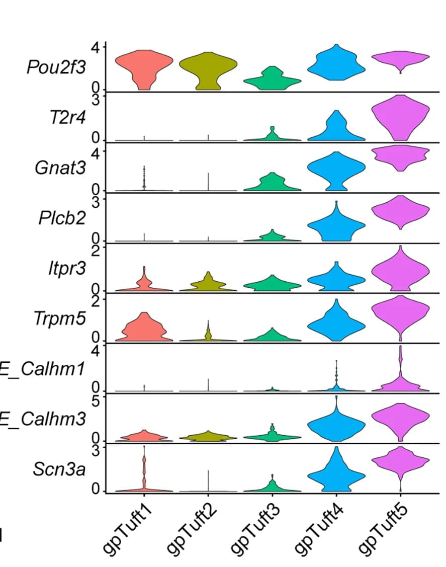 Open access visualization of Violin Plot, Violin Plots, Gene Expression, Tuft Cells