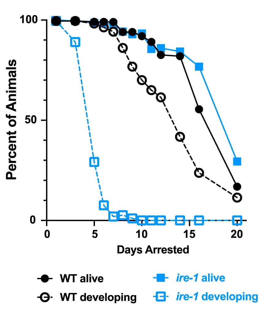 Open access visualization of Line Plot, Survival Curve, Viability, Development, L1 Arrest