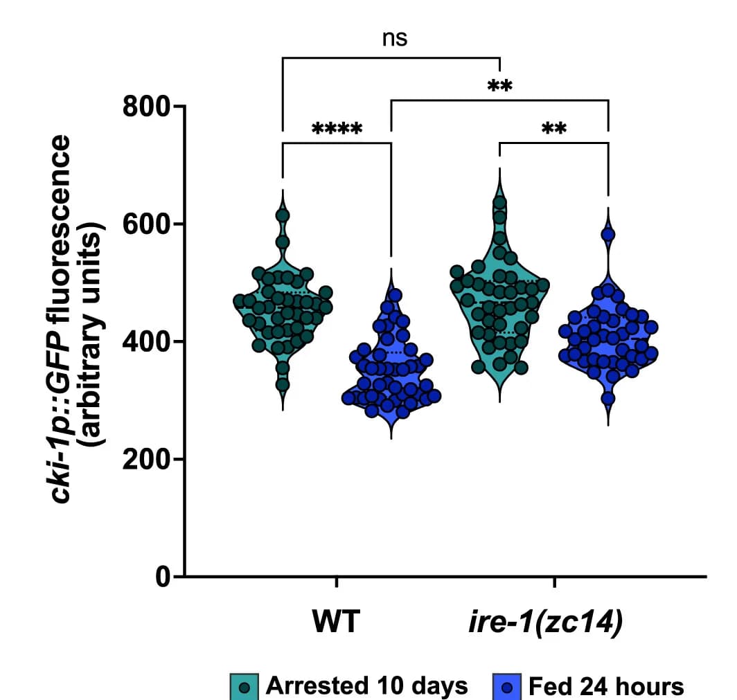 Open access visualization of Violin Plot, Scatter Plot, GFP Fluorescence, L1 Arrest, Quantification