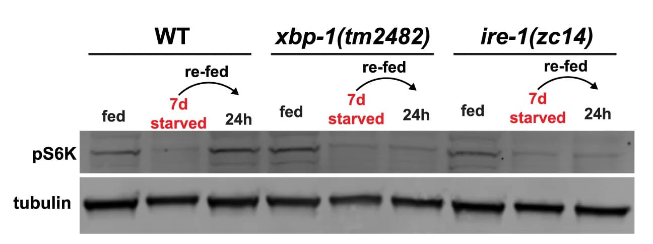 Open access visualization of Gel, Western Blot, pS6K, Alpha-Tubulin, L1 Larvae