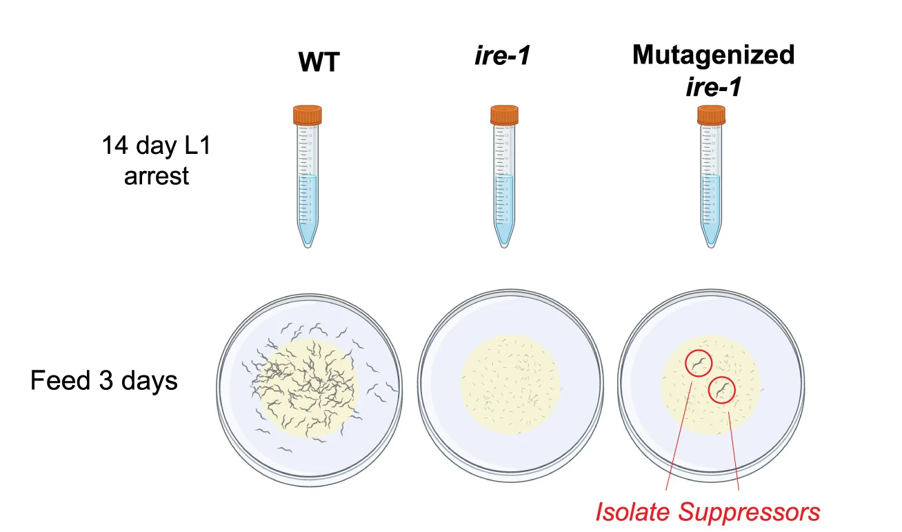 Open access visualization of Workflow, Illustration, Forward Genetic Screen, PTLA Phenotype, ire-1 Mutants