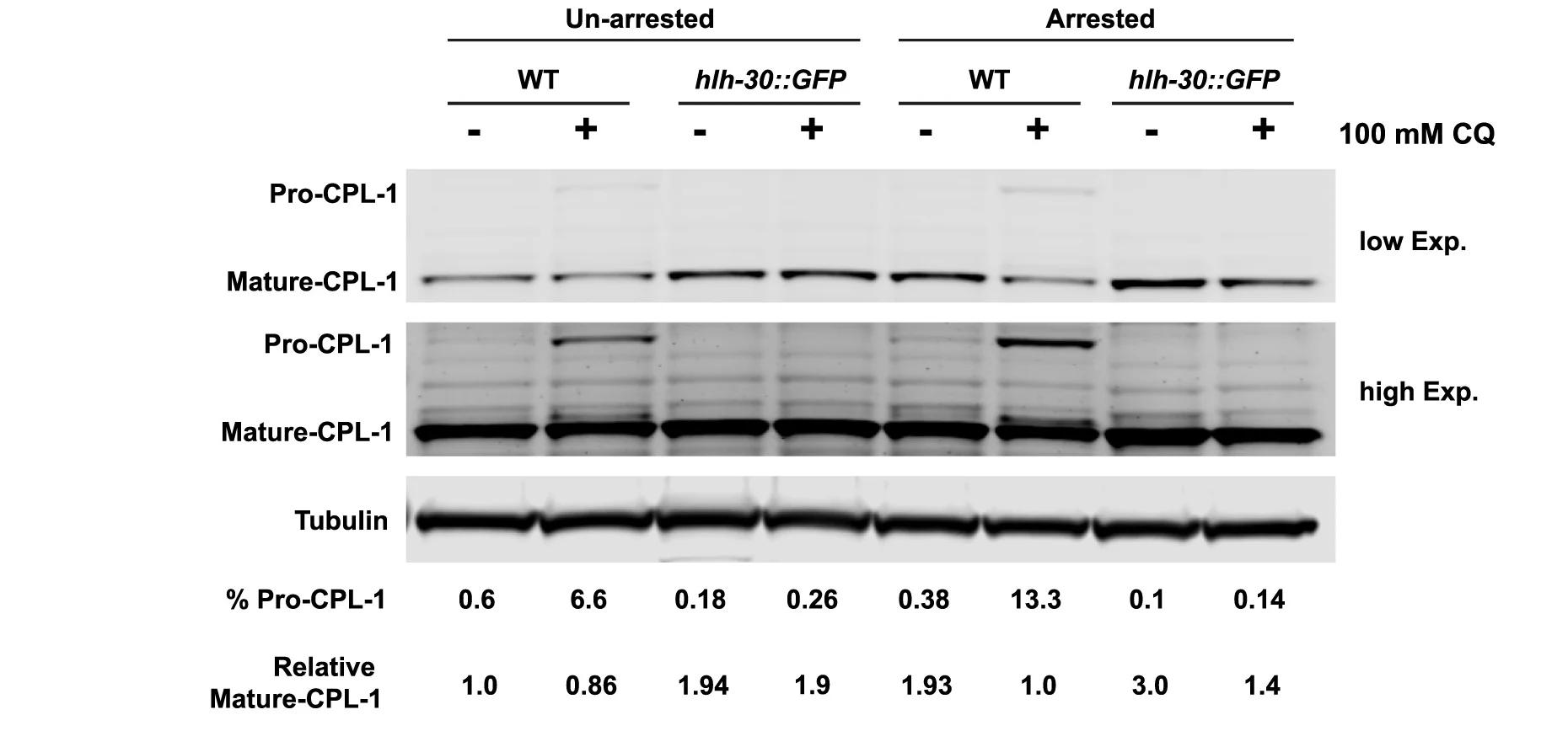 Open access visualization of Gel, Photo, Western Blot, CPL-1, alpha-Tubulin
