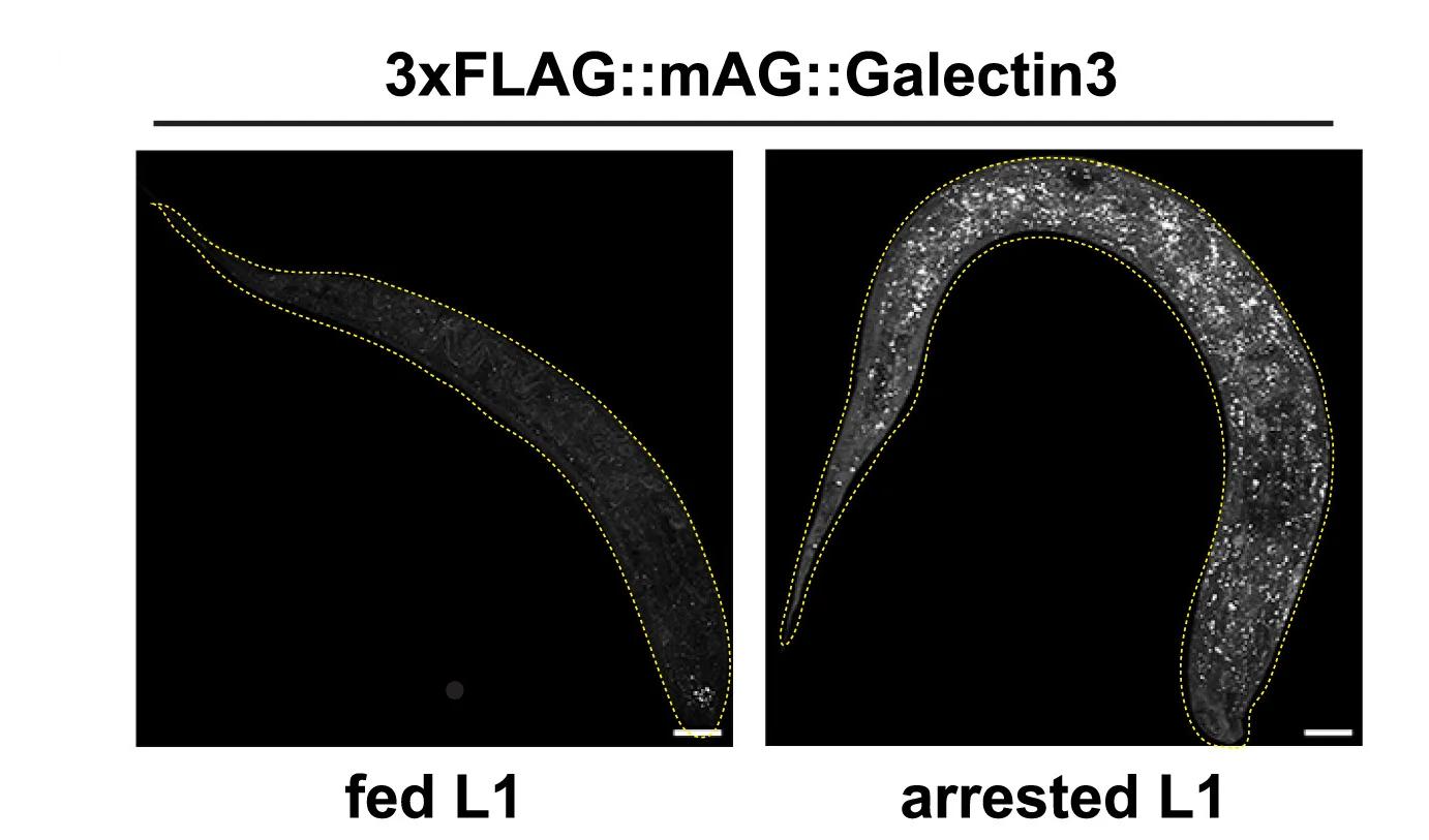 Open access visualization of Microscopy, 3xFLAG:mAG::Galectin3, L1 Animals, Maximum Projection Images