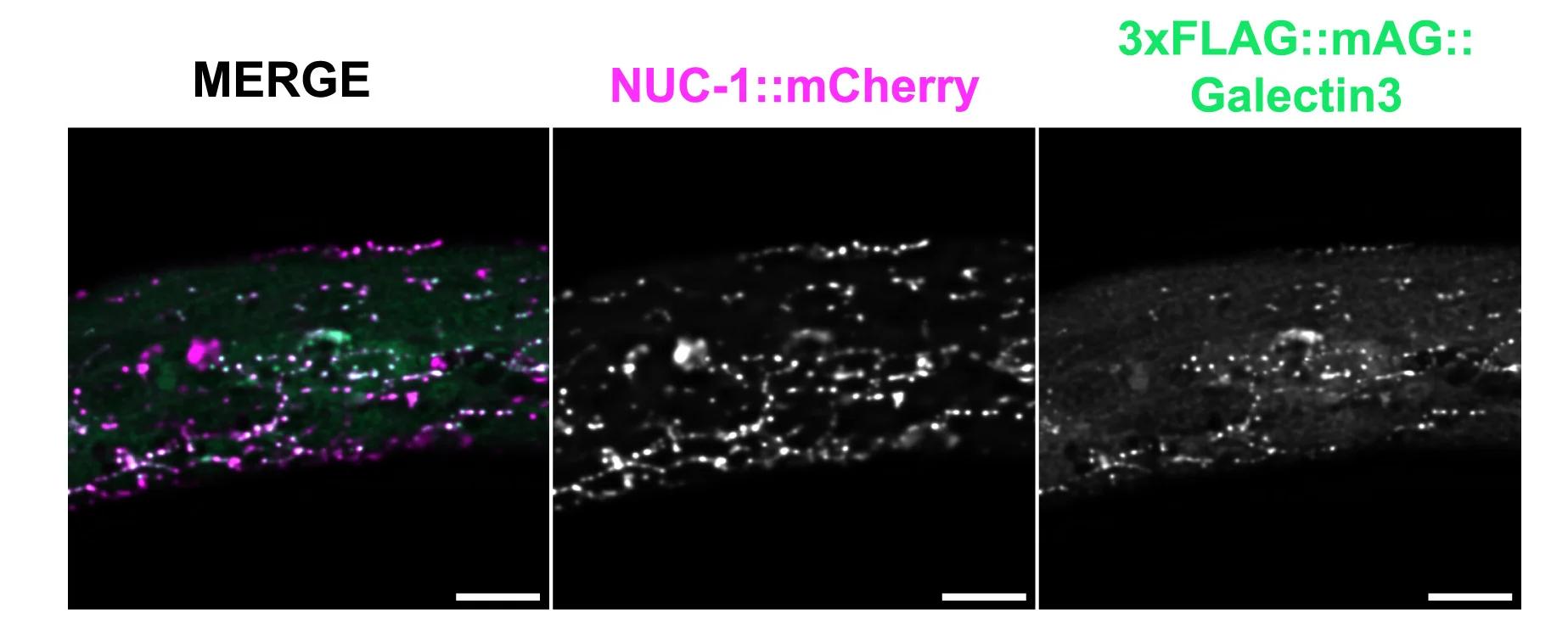 Open access visualization of Microscopy, 3xFLAG:mAG::Galectin3, Lysosomes, L1 Arrested Animals, NUC-1::mCherry