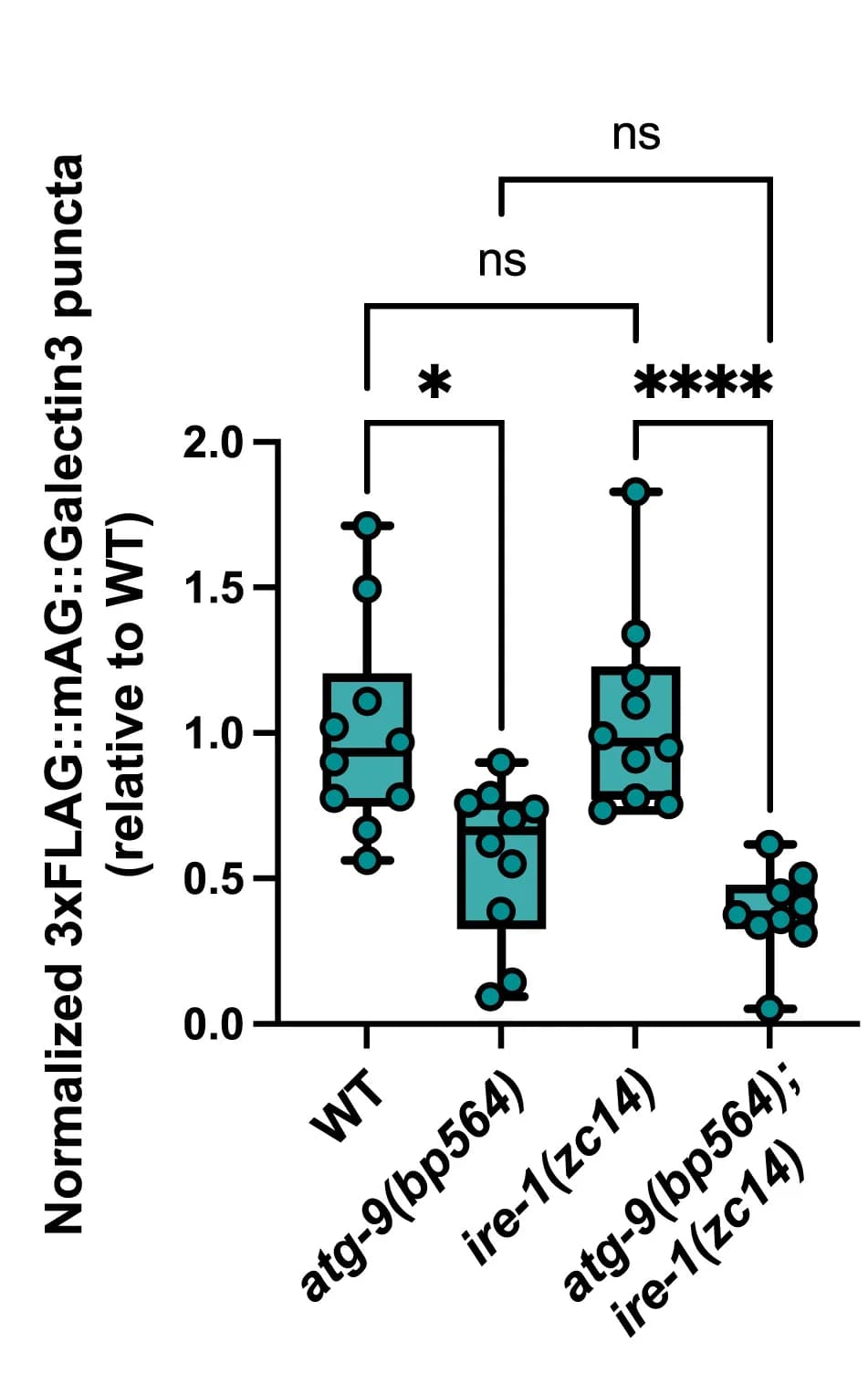 Open access visualization of Box Plot, Scatter Plot, 3xFLAG:mAG:Galectin3 Puncta, NUC-1::mCherry, Lysosomes