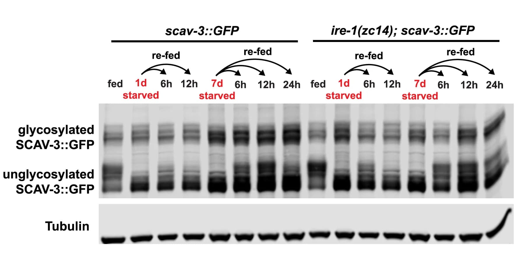 Open access visualization of Gel, IRE-1, SCAV-3::GFP, L1 Arrest, Western Blot