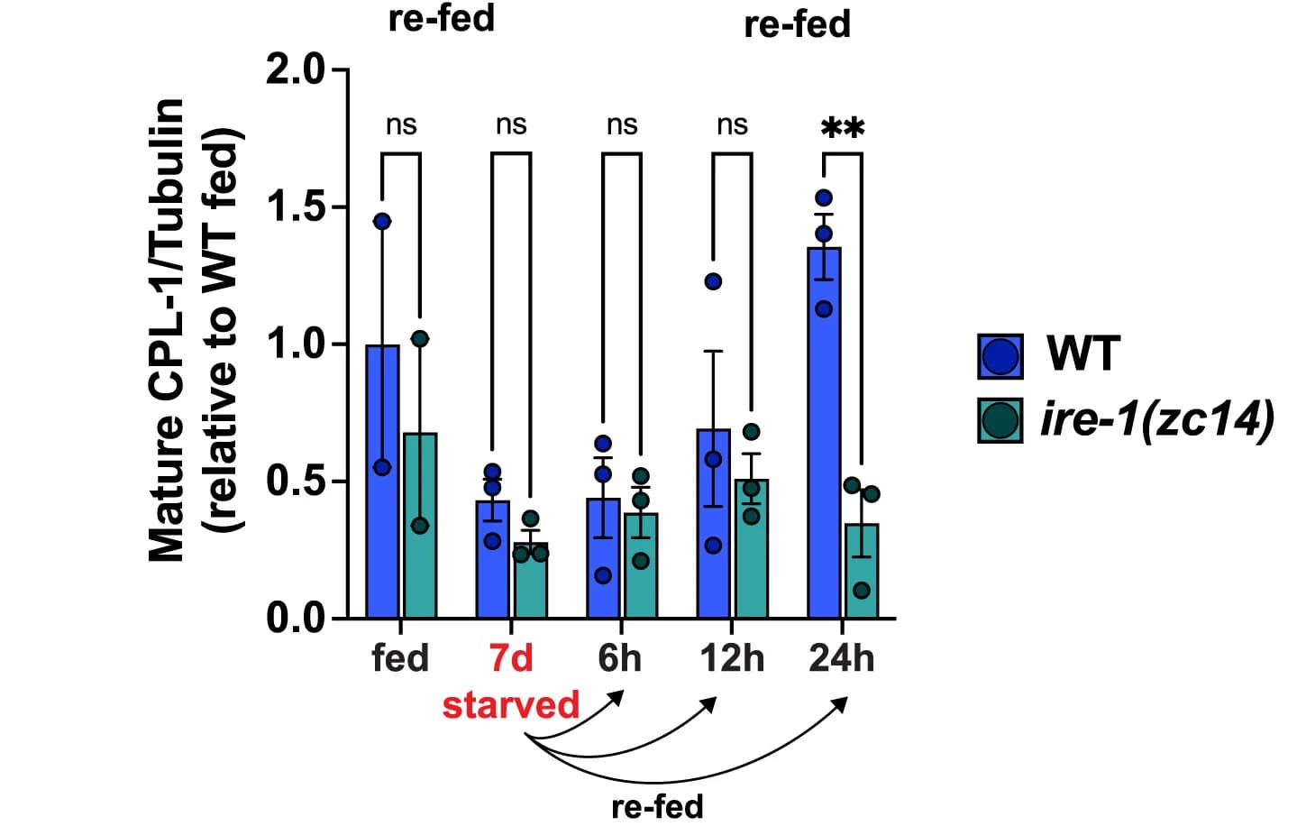 Open access visualization of Bar Plot, Error Bars, Clustered, IRE-1, CPL-1