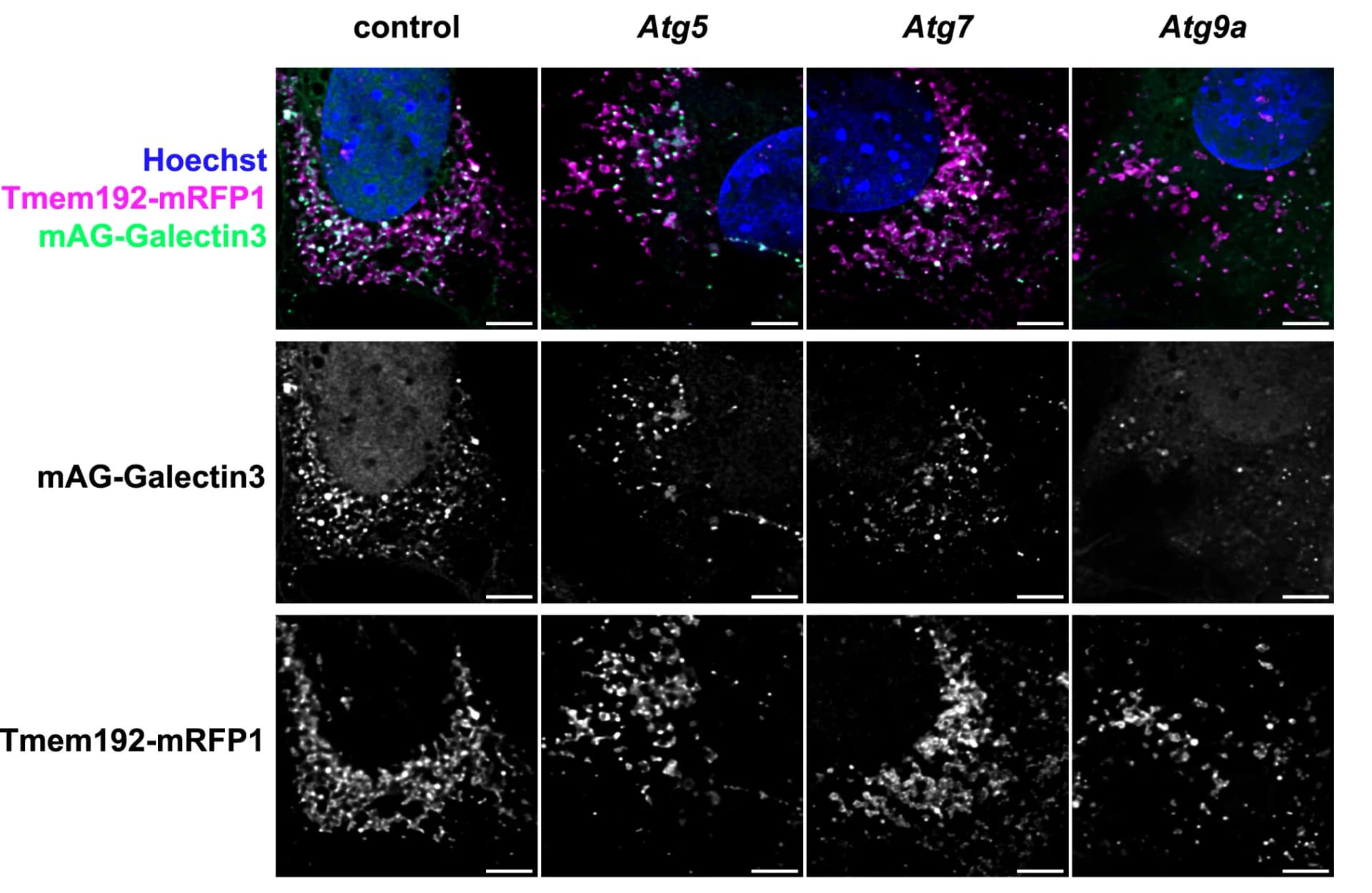 Open access visualization of Microscopy, Micrographs, Cells, Genotypes