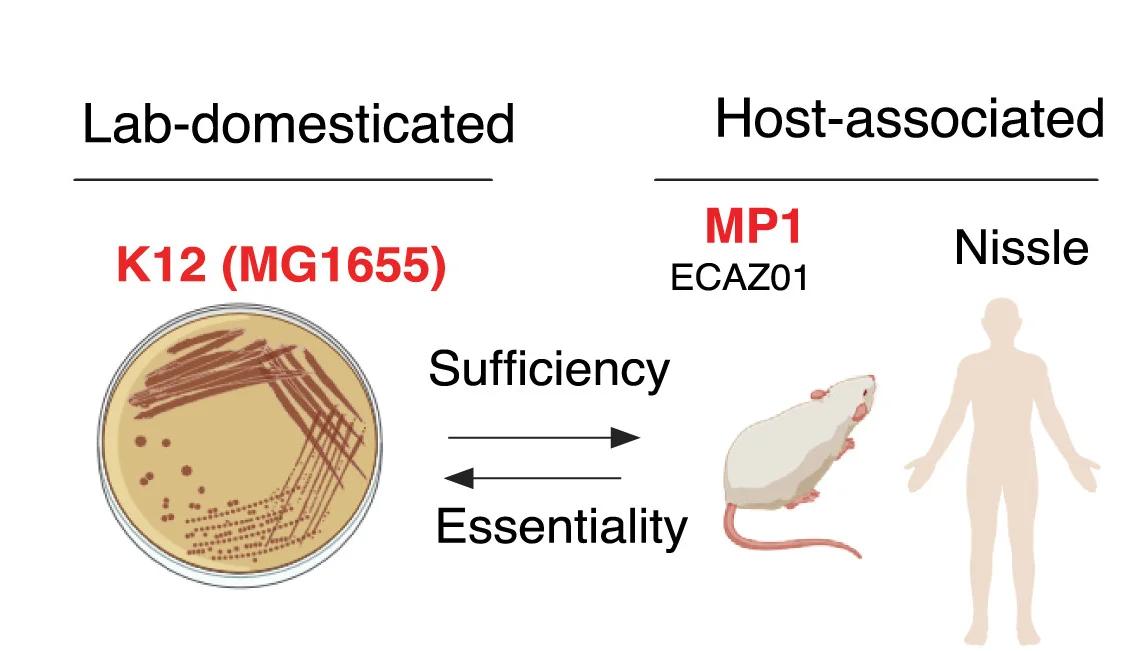 Open access visualization of Workflow, Illustration, Habitat Preference, Host Preference, E. Coli Strains