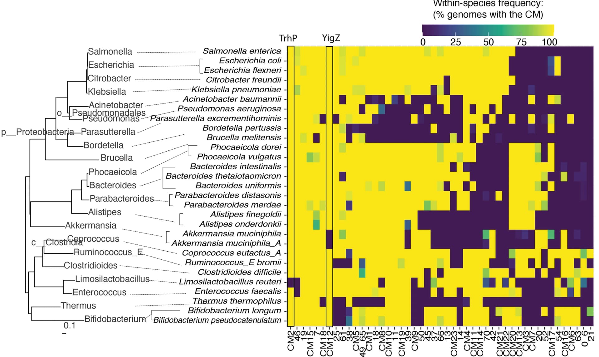 Open access visualization of Heatmap, Clustered, CMs, Within-Species Frequency, Phylogenetic Tree