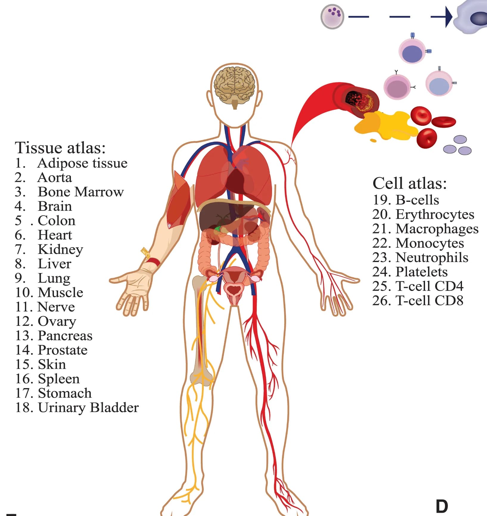 Open access visualization of Illustration, Organs, Cells, Blood Plasma Proteome