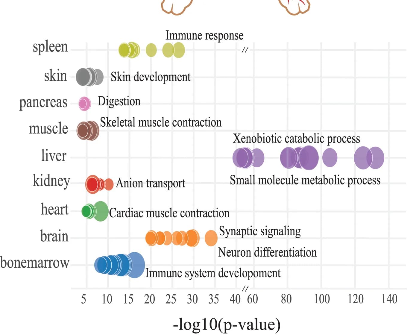 Open access visualization of Bubble Plot, UMAP, Proteins, HATLAS Proteome Atlas, Protein-Tissue Associations