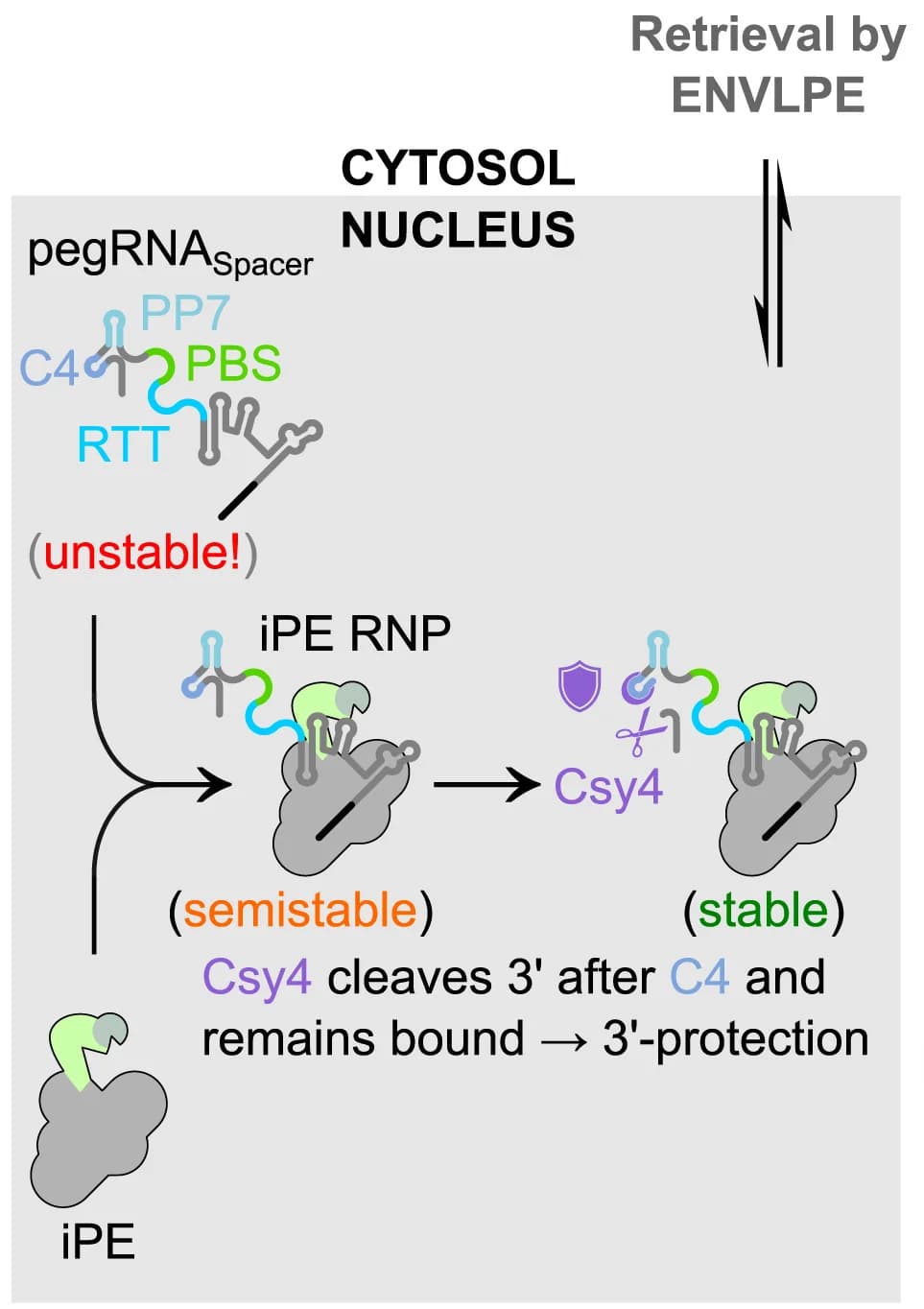 Open access visualization of Workflow, Illustration, PE-RNP Complex, ENVLPE, Csy4