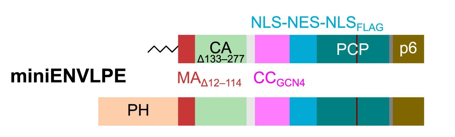 Open access visualization of Illustration, Gag, MA, CA, NC domain