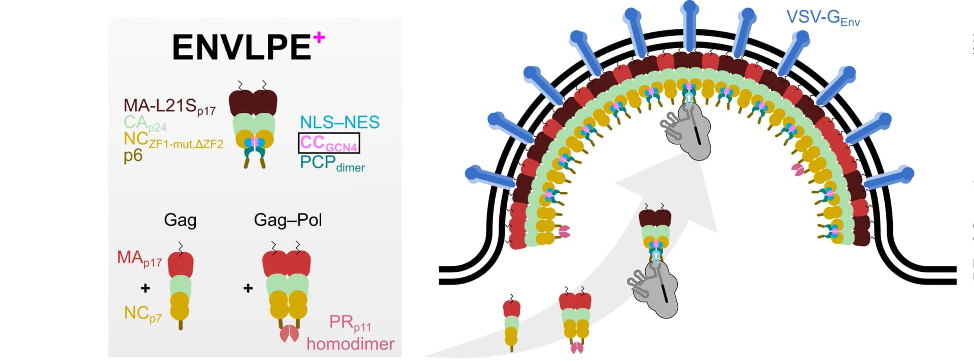 Open access visualization of Illustration, GCN4 Domain, Gag Oligomerization, ENVLPE+, ENVLPE